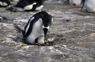 GENTOO PENGUIN