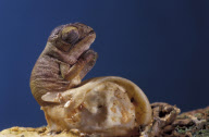CHAMELEON