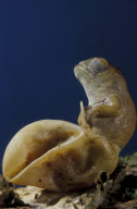CHAMELEON