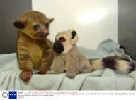 Kito, the Kinkajous who has adopted a cuddly toy as its best friend after being separated from its parents, Aberdeen, Scotland, Britain - 04 Aug 2008