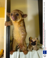 Kito, the Kinkajous who has adopted a cuddly toy as its best friend after being separated from its parents, Aberdeen, Scotland, Britain - 04 Aug 2008