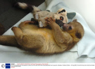 Kito, the Kinkajous who has adopted a cuddly toy as its best friend after being separated from its parents, Aberdeen, Scotland, Britain - 04 Aug 2008