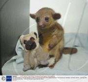 Kito, the Kinkajous who has adopted a cuddly toy as its best friend after being separated from its parents, Aberdeen, Scotland, Britain - 04 Aug 2008