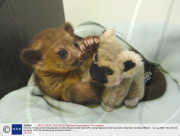 Kito, the Kinkajous who has adopted a cuddly toy as its best friend after being separated from its parents, Aberdeen, Scotland, Britain - 04 Aug 2008