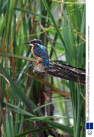 A family of Kingfishers at Wildfowl and Wetlands Trust centre, Slimbridge, Gloucestshire, Britain - 11 Aug 2008