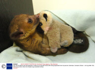 Kito, the Kinkajous who has adopted a cuddly toy as its best friend after being separated from its parents, Aberdeen, Scotland, Britain - 04 Aug 2008