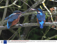 A family of Kingfishers at Wildfowl and Wetlands Trust centre, Slimbridge, Gloucestshire, Britain - 11 Aug 2008
