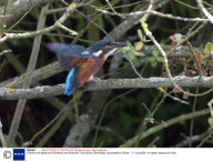 A family of Kingfishers at Wildfowl and Wetlands Trust centre, Slimbridge, Gloucestshire, Britain - 11 Aug 2008