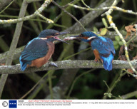 A family of Kingfishers at Wildfowl and Wetlands Trust centre, Slimbridge, Gloucestshire, Britain - 11 Aug 2008
