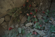 What remains of Nahr el-Bared
