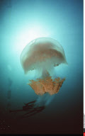 SENEGAL/ N'GOR : MEDUSE DANGEREUSE