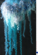 Killer Jellyfish Invade Britain - 12 Aug 2008