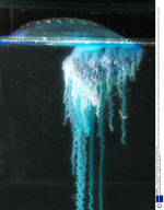 Killer Jellyfish Invade Britain - 12 Aug 2008