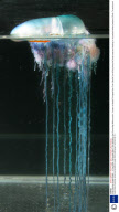 Killer Jellyfish Invade Britain - 12 Aug 2008
