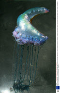 Killer Jellyfish Invade Britain - 12 Aug 2008