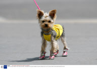 'Chloe' the Teacup Yorkshire Terrier, New York, America - 05 Sep 2007