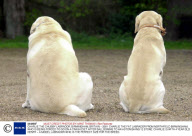 CHARLIE THE CHUBBY LABRADOR, BIRMINGHAM, BRITAIN - 2001