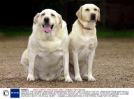 CHARLIE THE CHUBBY LABRADOR, BIRMINGHAM, BRITAIN - 2001