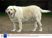 CHARLIE THE CHUBBY LABRADOR, BIRMINGHAM, BRITAIN - 2001