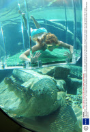 Cage of Death - Swim with the Crocs, Crocosaurus Cove, Darwin, Australia - 13 Jul 2008