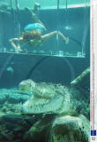 Cage of Death - Swim with the Crocs, Crocosaurus Cove, Darwin, Australia - 13 Jul 2008