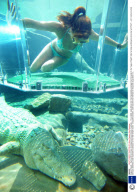 Cage of Death - Swim with the Crocs, Crocosaurus Cove, Darwin, Australia - 13 Jul 2008