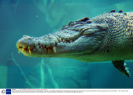 Cage of Death - Swim with the Crocs, Crocosaurus Cove, Darwin, Australia - 13 Jul 2008