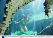 Cage of Death - Swim with the Crocs, Crocosaurus Cove, Darwin, Australia - 13 Jul 2008
