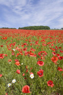 United Kingdom