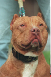 Pitbull