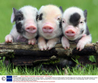World's smallest piglets at Pennywell Farm, Devon, Britain  - 18 Aug 2008