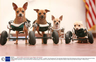 Dogs on Wheels at the North Shore Animal League in New York, America - Jul 2008