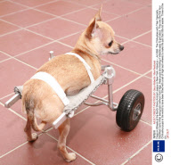 Dogs on Wheels at the North Shore Animal League in New York, America - Jul 2008