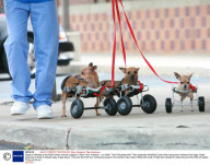 Dogs on Wheels at the North Shore Animal League in New York, America - Jul 2008
