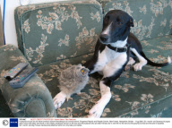 A greyhound and an owl have formed a bizarre friendship at an animal centre, Ringwood Raptor and Reptile Centre, New Forest, Hampshire, Britain - Aug 2008