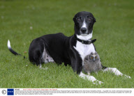 A greyhound and an owl have formed a bizarre friendship at an animal centre, Ringwood Raptor and Reptile Centre, New Forest, Hampshire, Britain - Aug 2008
