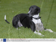A greyhound and an owl have formed a bizarre friendship at an animal centre, Ringwood Raptor and Reptile Centre, New Forest, Hampshire, Britain - Aug 2008