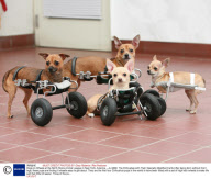 Dogs on Wheels at the North Shore Animal League in New York, America - Jul 2008
