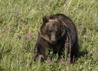 Grizzly Bear, Kananaskis, Alberta, Canada - Aug 2008
