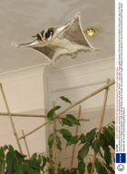 Sugar gliders flying possums, becoming increasing popular as pets in Britain - Sep 2008