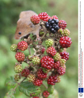 Baby Harvest Mice are released back into the wild from Secret World Wildlife Centre, Somerset, Britain - 15 Sep 2008