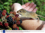 Baby Harvest Mice are released back into the wild from Secret World Wildlife Centre, Somerset, Britain - 15 Sep 2008