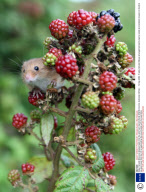 Baby Harvest Mice are released back into the wild from Secret World Wildlife Centre, Somerset, Britain - 15 Sep 2008