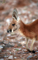 Kangaroos In The Wild