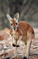 Kangaroos In The Wild
