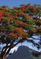 FLAMBOYANTS, MAURITIUS, 