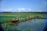 BARONG PROCESSION THROUGH A RICE-FIELD, BATABULAN VILLAGE, BALI, INDONESIA