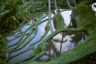 RICE TERRACES,UBUD-TEGALALANG, BALI, INDONESIA