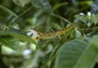 TIGER CHAMELEON, SEYCHELLES