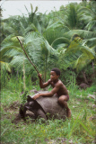 BOY RIDING AND FEEDING A GIANT TURTLE, FREGATE ISLAND, SEYCHELLES